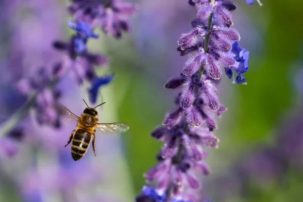 Macro Trabalhador Europeu Honey Bee Apis Mellifera Voo Através Flores — Fotografia de Stock