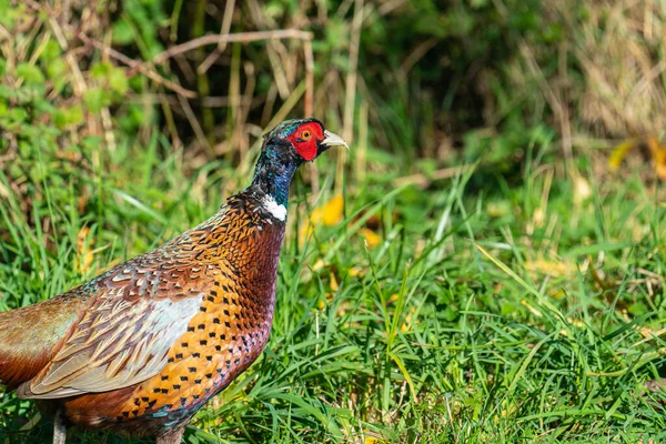 Gros Plan Faisan Collier Mâle Phasianus Colchicus Regardant Vers Bas — Photo