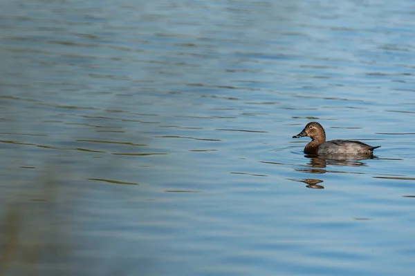 红冠女鸭 Netta Rufina 在湖上游泳 — 图库照片