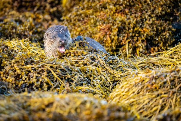 海藻のベッドの上に休んでヨーロッパのカワウソ ルトラルトラ のあくびを閉じる — ストック写真