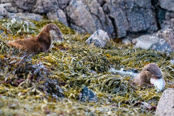 Mother Otter Lutra Lutra Watching Her Cub Eating Flat Fish — Stock Photo, Image