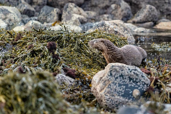 Young European Otter Cub Lutra Lutra Exploring Rock Pools — Stock Photo, Image