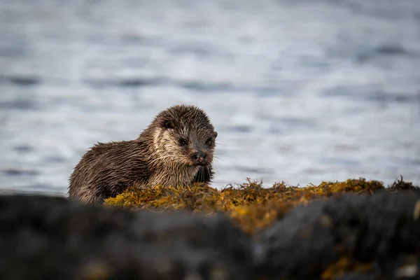 Close Lontra Europeia Feminina Lutra Lutra Descansando Costa Lago Escócia — Fotografia de Stock