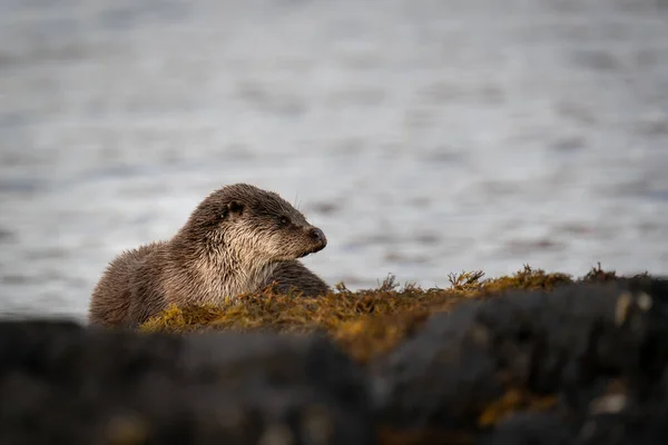 Close Lontra Europeia Feminina Lutra Lutra Descansando Costa Lago Escócia — Fotografia de Stock