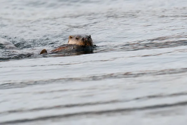 European Otter Lutra Lutra Плывет Берегу Пойманной Рыбой — стоковое фото