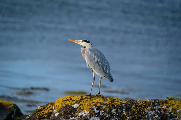 Enkel Grå Häger Ardea Cinerea Stående Klippa Vid Sidan Sjö — Stockfoto