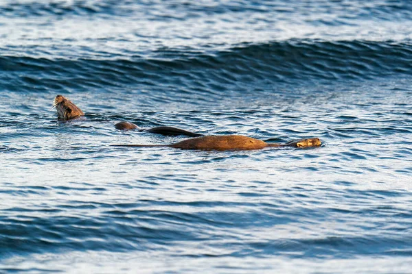 Otter Europea Lutra Lutra Madre Cucciolo Nuotare Nel Surf Bagnato — Foto Stock