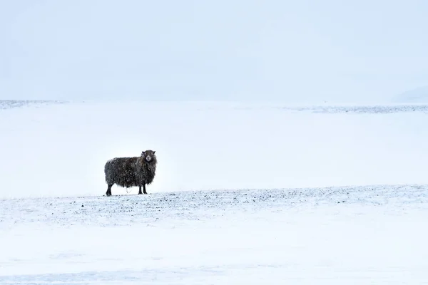 緩やかに雪が降る荒涼とした野生の雪景色の中で孤独なアイスランドの黒い羊 その長いフリースは雪に覆われています — ストック写真