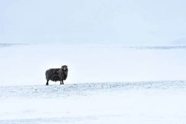 Solitaria Oveja Negra Islandesa Sombrío Paisaje Nieve Salvaje Con Nieve —  Fotos de Stock