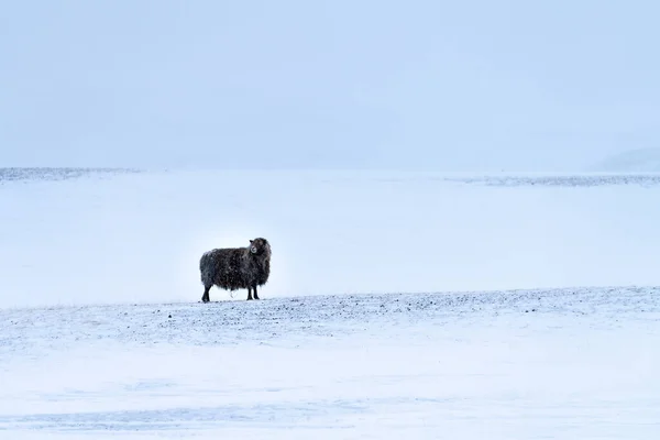 緩やかに雪が降る荒涼とした野生の雪景色の中で孤独なアイスランドの黒い羊 その長いフリースは雪に覆われています — ストック写真