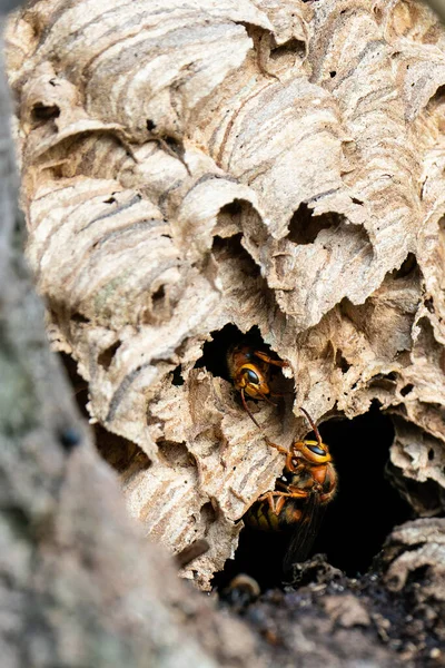 欧洲大黄蜂 Vespa Crabro 两个人在树洞里走过鸟巢的表面 免版税图库照片
