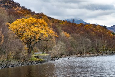 Atmosferik sonbahar manzarası, İskoçya 'da Lomond Gölü, arka planda renkli ön plan ağacı ve karlı dağlar