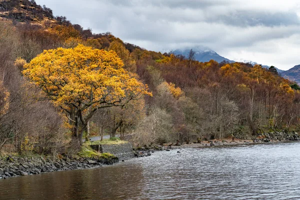 Atmospheric Autumn View Loch Lomond Écosse Royaume Uni Avec Arbre — Photo