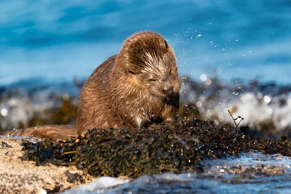 European Otter cub or kit(Lutra lutra) shaking itself dry with radiating spray and motion blur, on shore, Scotland UK