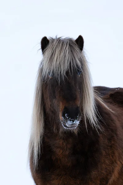 Närbild Huvudet Vacker Islandshäst Med Snö Nosen Och Blond Man — Stockfoto