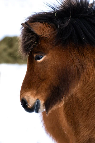 Close Retrato Cabeça Uma Bela Baía Islandês Cavalo — Fotografia de Stock