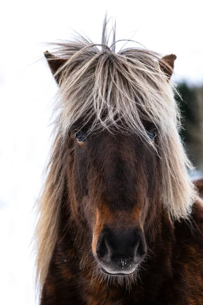 Gros Plan Portrait Tête Beau Cheval Islandais Avec Crinière Blonde — Photo