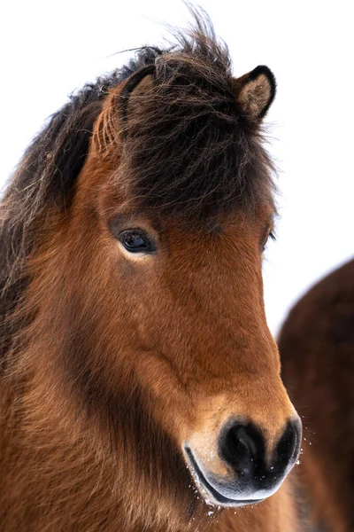 Nahaufnahme Porträt Des Kopfes Eines Schönen Braunen Islandpferdes — Stockfoto