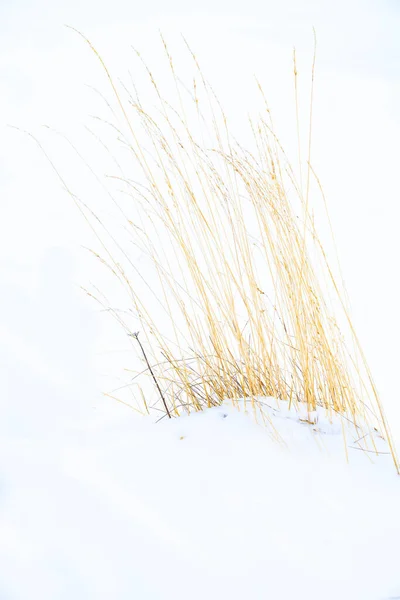 冬季被积雪掩埋了一半的干草丛生 — 图库照片