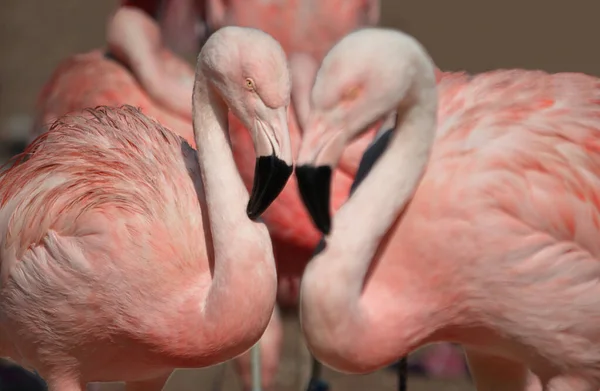 Vogels Flamingo Dierentuin Praag — Stockfoto