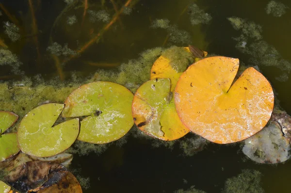 睡蓮の葉 — ストック写真