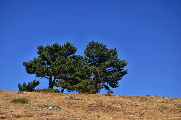 Три одиноких дерева — стоковое фото