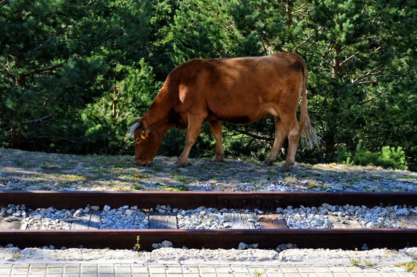 Браун корова випасу — стокове фото