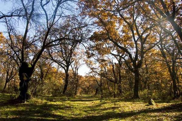 Forêt en automne — Photo