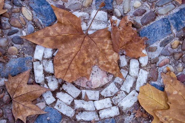 Bakgrund med torkade löv — Stockfoto