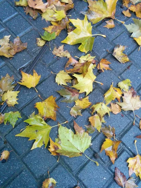 Folhas secas caídas — Fotografia de Stock