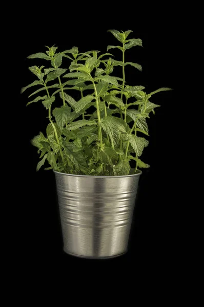 Roślina doniczkowa z mięty pieprzowej — Zdjęcie stockowe