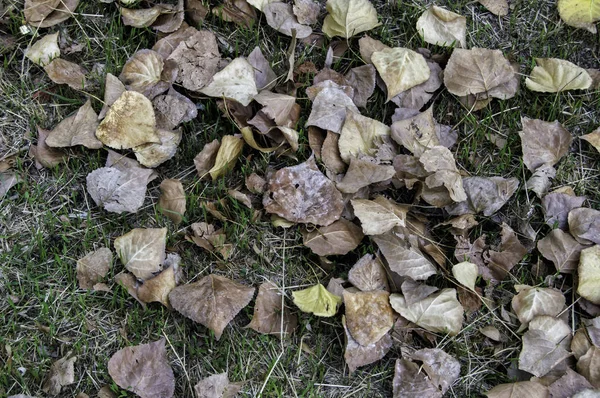 Сухие опавшие листья — стоковое фото