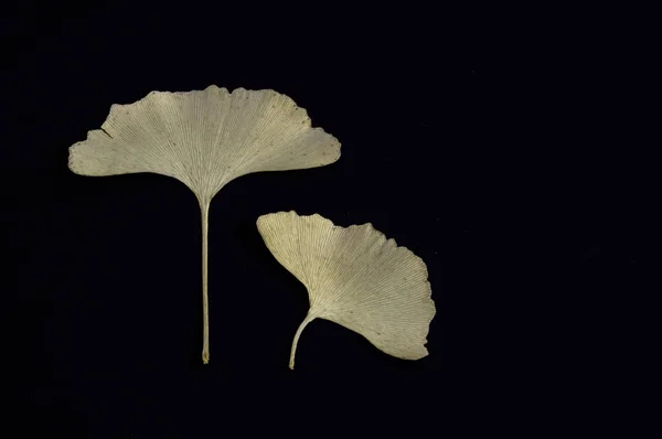 İki Ginkgo biloba yaprakları / iki beyaz arka plan üzerinde ginkgo biloba yaprakları