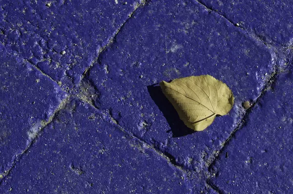 Fallen Leaf Blue Background Fallen Leaf Blue Pavement — Stock Photo, Image