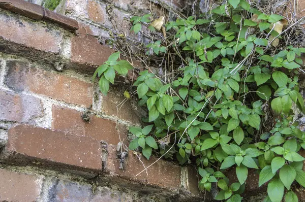 Mur Briques Avec Plante Sauvage Une Plante Verte Solitaire Pousse — Photo