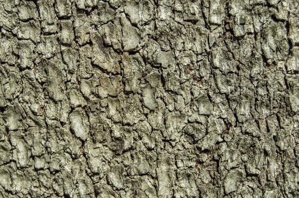 Trä Bakgrund Bakgrund Med Trä Barken Ett Träd — Stockfoto