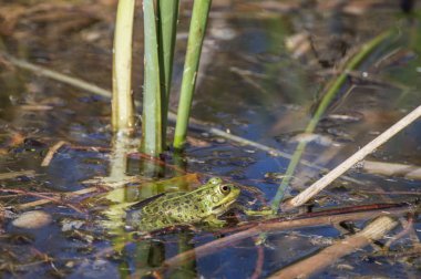 Bir gölet kurbağa / Kraliyet Botanik Madrid Bahçe gölet kurbağa. İspanya