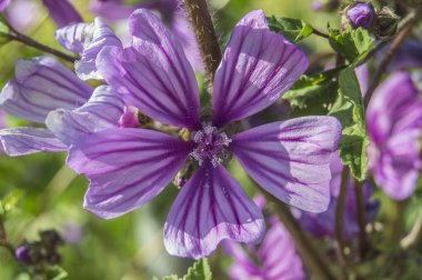  ortak ebegümeci / ortak Mallow, yakın çekim