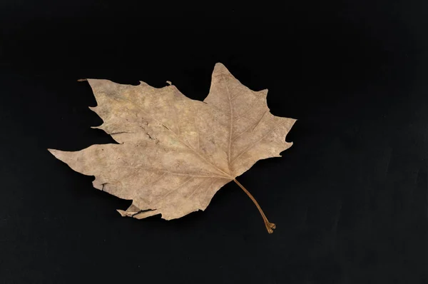 乾燥した葉は黒い背景に隔離され — ストック写真