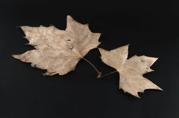 Δύο Ξηρά Φύλλα Που Απομονώνονται Μαύρο Φόντο — Φωτογραφία Αρχείου