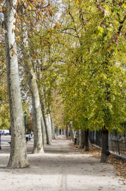 Madrid 'deki Retiro Parkı' nda sonbaharda ağaçlarla dolu bir patika. İspanya