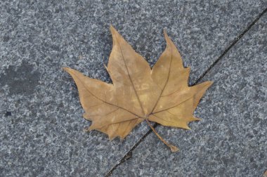 kuru palmatifid yaprak gri asfaltın arka planına düşer