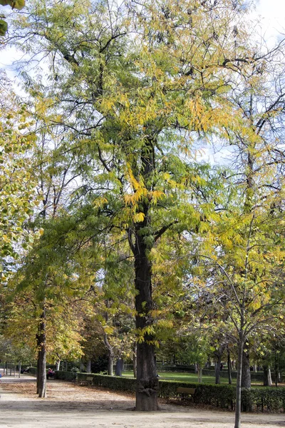 Boom Het Retiro Park Herfst Madrid Spanje — Stockfoto