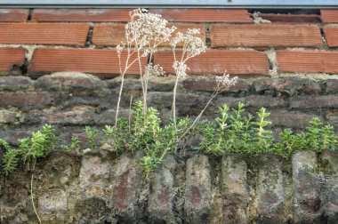 Duvarın eski tuğlaları arasından çıkan bazı otlar.