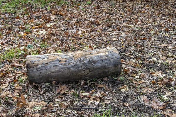 Fragment Tronc Arbre Couché Sur Sol Dans Une Forêt — Photo