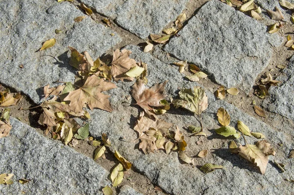 Foglie Oro Che Cadono Mattoni Granito Asfalto — Foto Stock