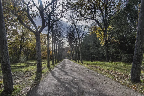 Geasfalteerde Weg Met Bomen Met Blote Bladeren Herfst Het Herreria — Stockfoto