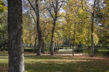 Madrid 'deki Retiro Park' ın bahçesinin manzarası. İspanya