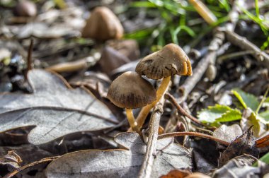 Sonbaharda ormanda düşen yaprakların yanında küçük mantar.