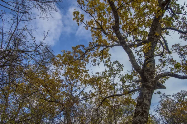 set of trimmed tree branches on a background of the sky with clouds